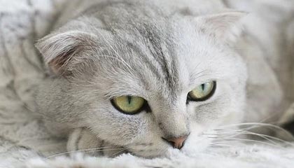 九游官网下载电脑版-英格兰守门员扑点建奇功，英格兰守门员2021